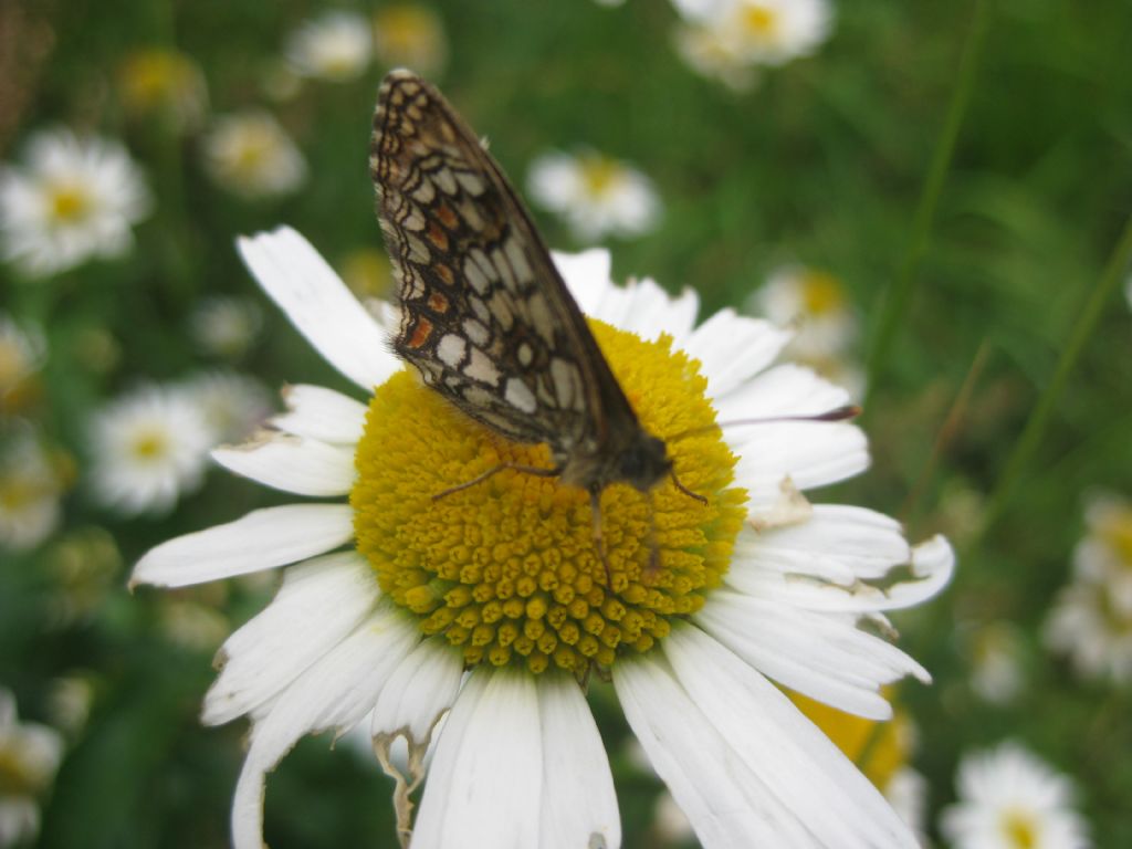 Genere heteropterus?